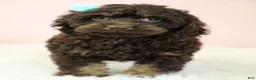 Cockapoo dogs for sale: Selah 🌺 - Ad 2