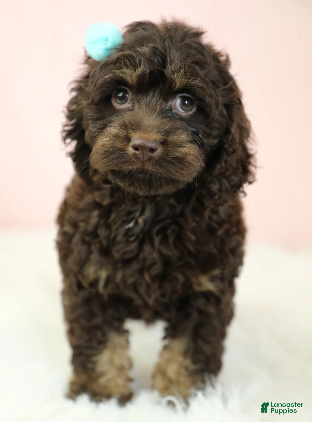 Cockapoo dogs for sale: Selah 🌺 - Ad 2