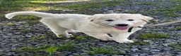 Great Pyrenees dogs for sale: Gloria - Ad 3