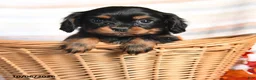 Cavalier King Charles Spaniel dogs for sale: Lane - Ad 4