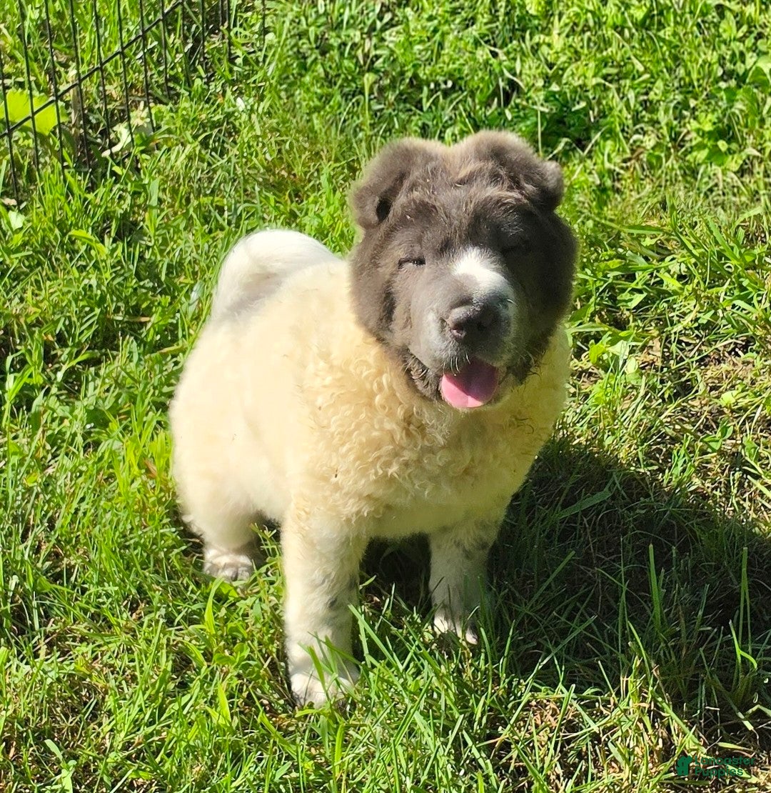 Shar Pei dogs Tara blue flower bear coat  - Ad 2