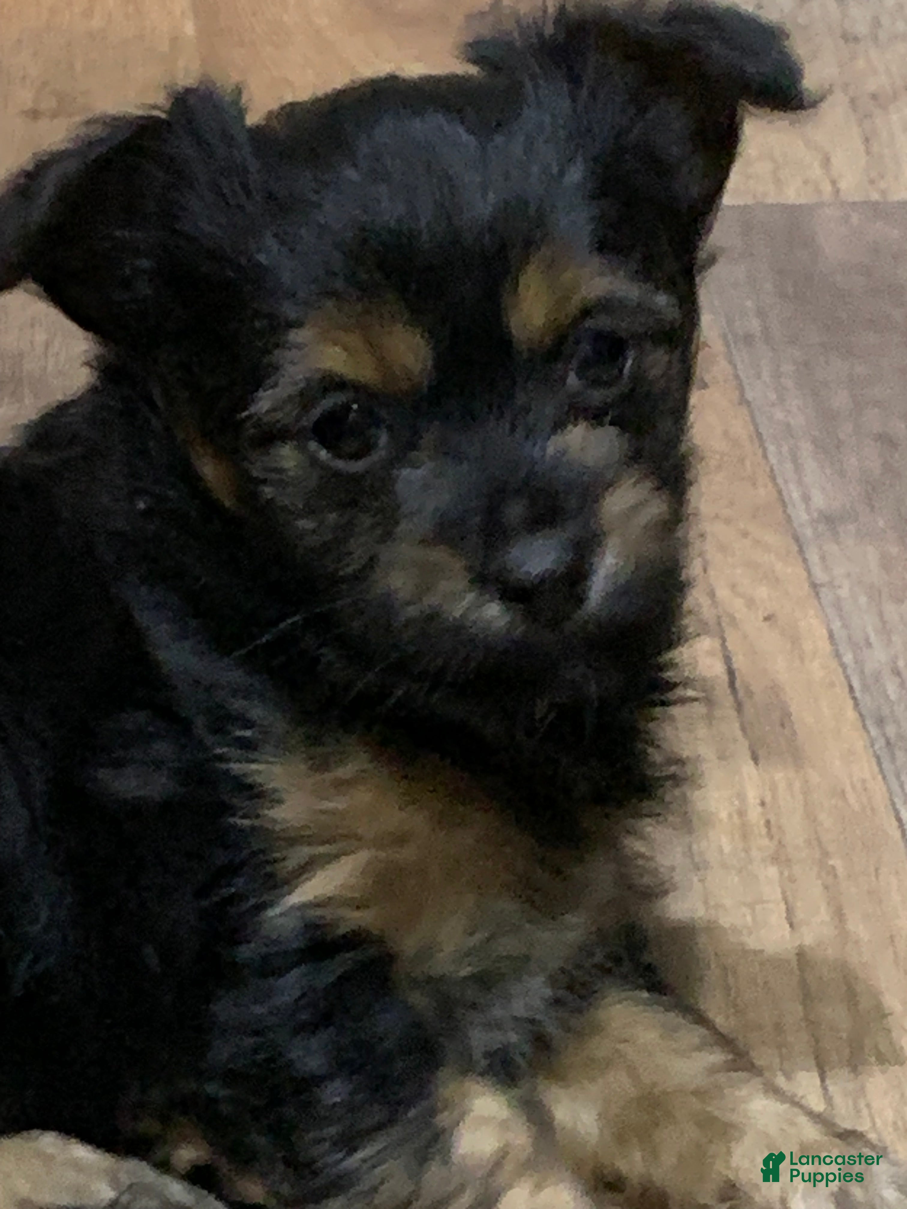 Yorkshire Terrier dogs Yorkshire Terrier 6 - Ad 38