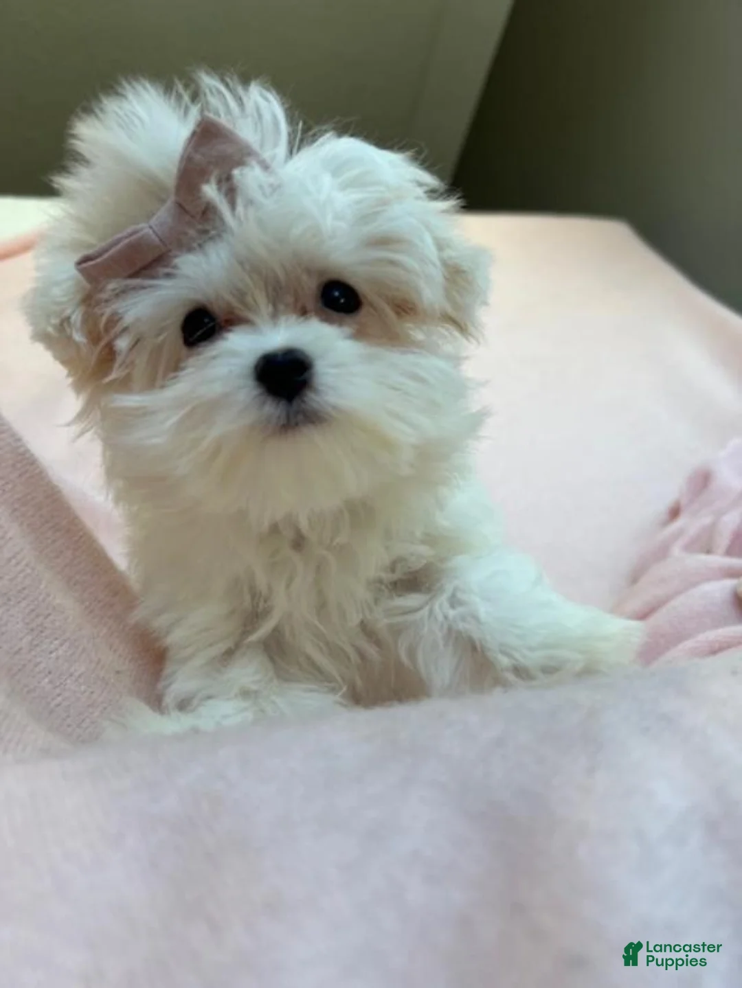 Maltese dogs for sale: Maltese Puppy 1 - Ad 1