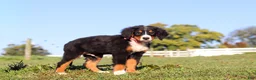 Bernese Mountain Dog dogs for sale: Milo - Ad 4