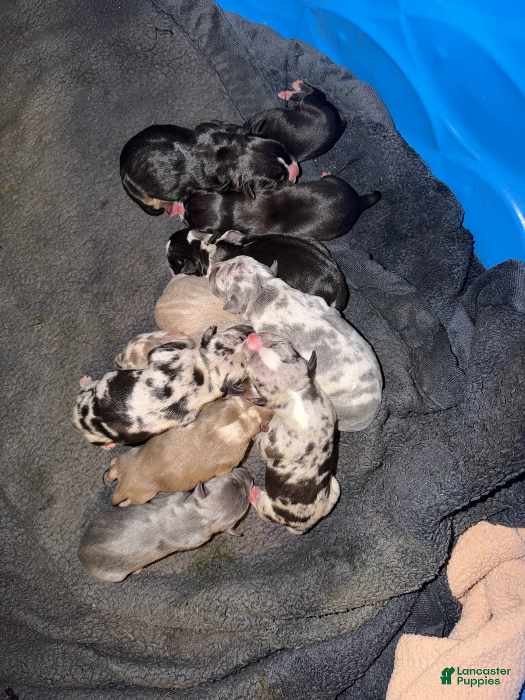 American Bully dogs for sale: Domino - Ad 13