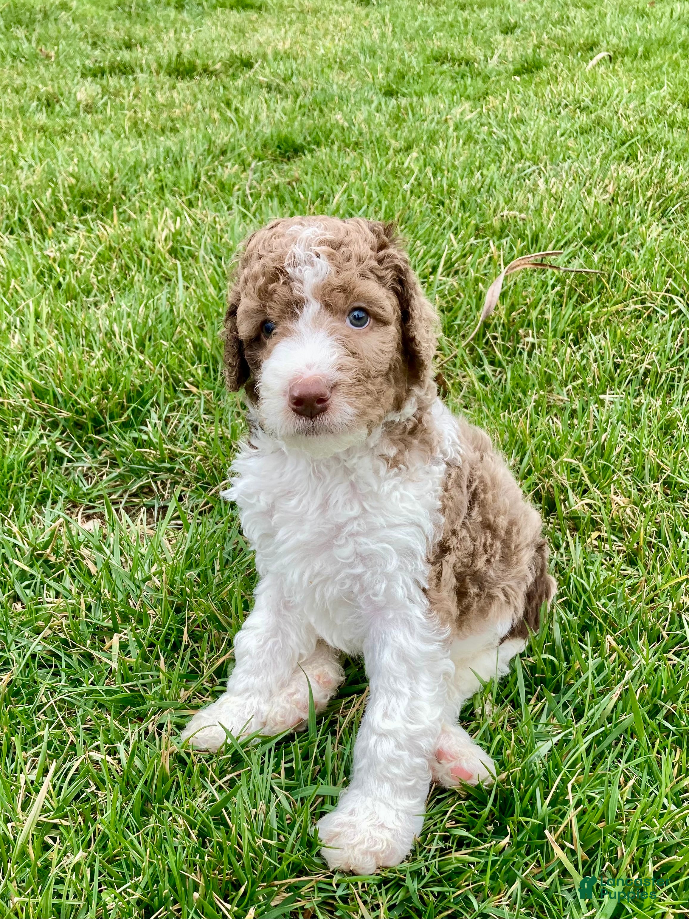 Bernedoodle dogs Ron - Ad 1