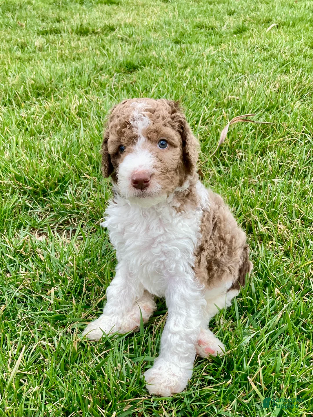 Bernedoodle dogs for sale: Ron - Ad 1