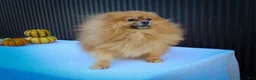 Pomeranian dogs for sale: Marco💙 - Ad 16