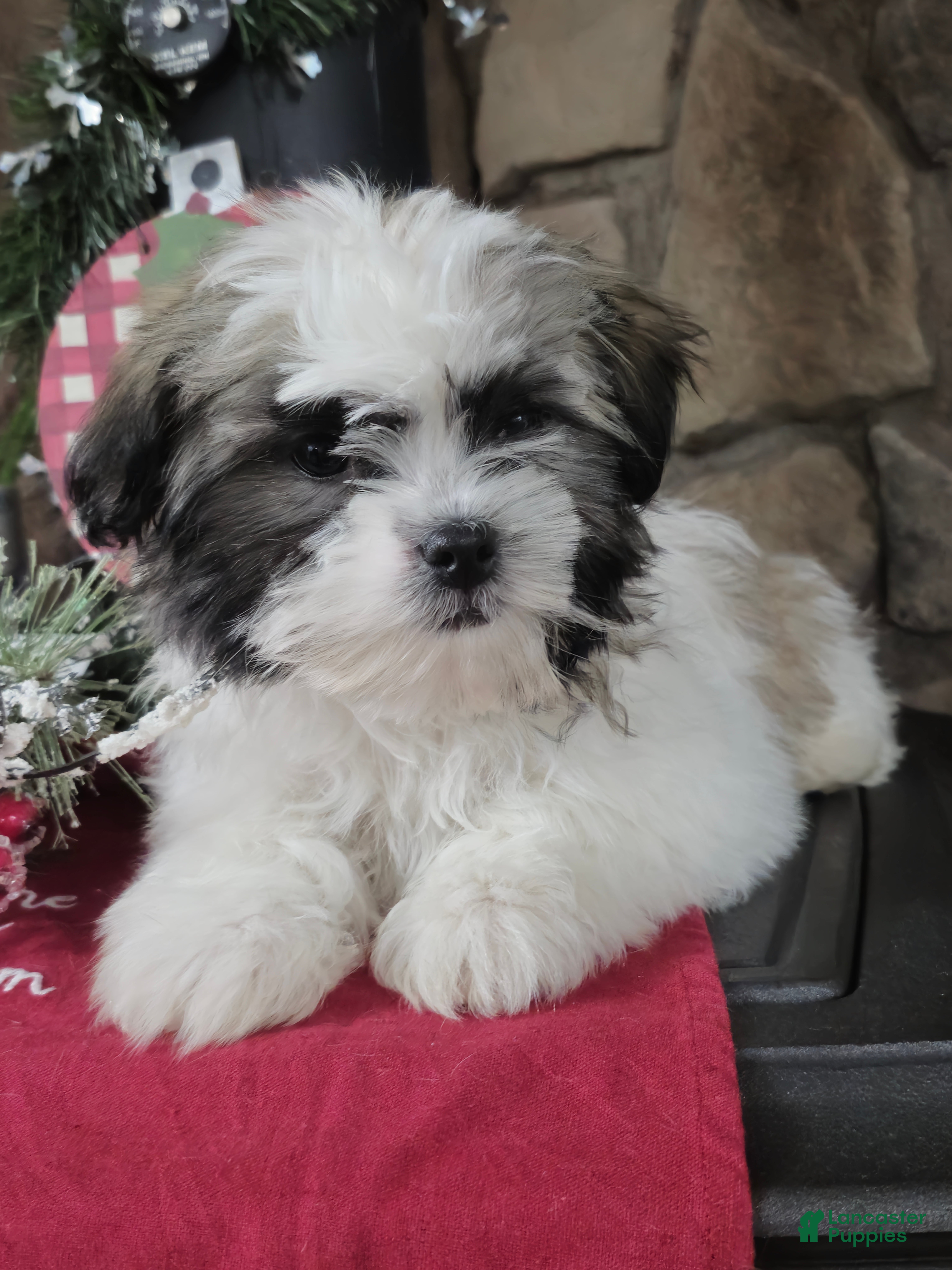 Mixed Breed dogs Sammy - Ad 13