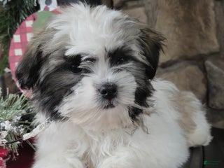 Mixed Breed dogs Sammy - Ad 12