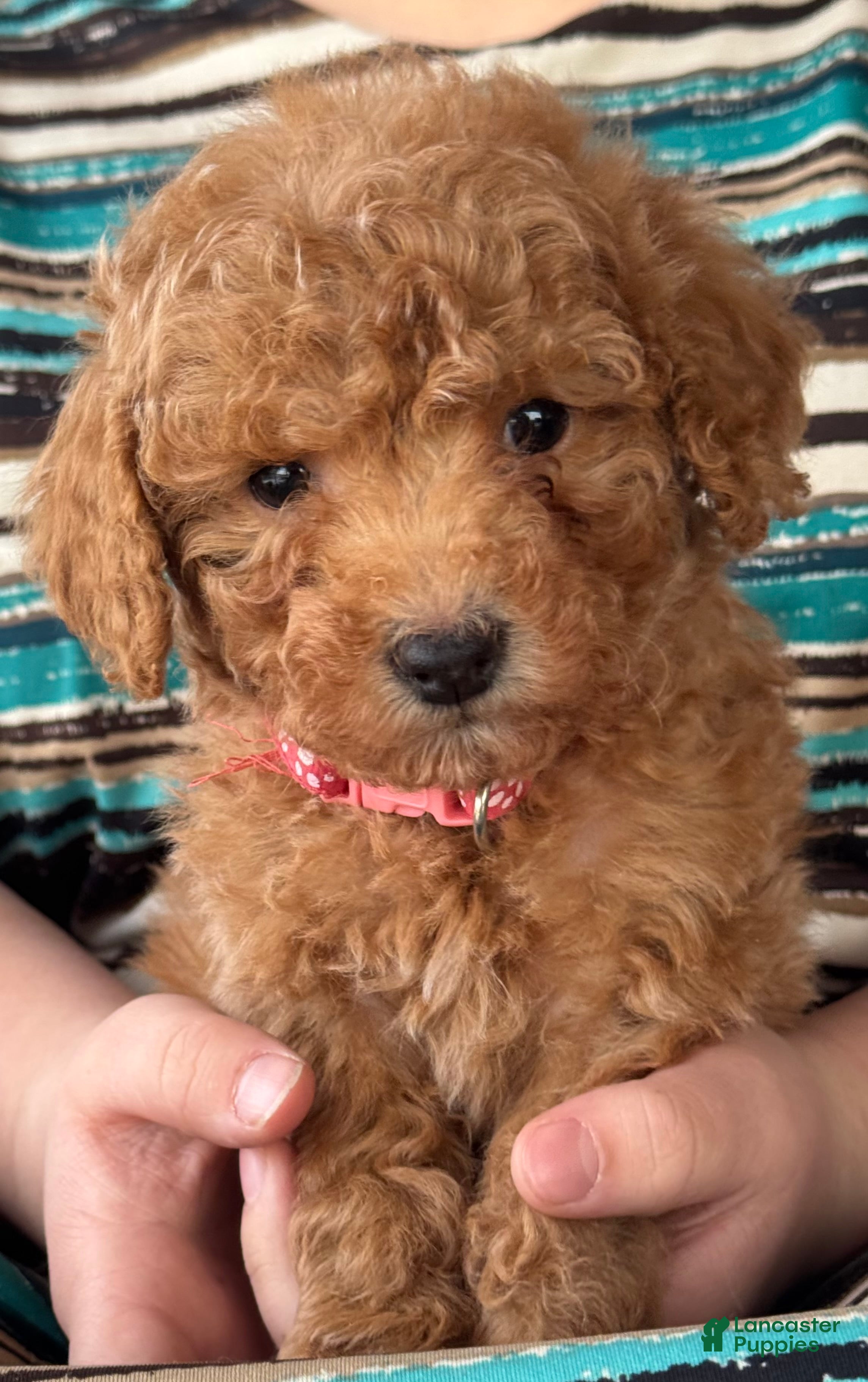Mini Goldendoodle dogs Holly  - Ad 28