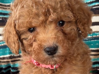 Mini Goldendoodle dogs Holly - Ad 37