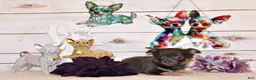 Chihuahua dogs for sale: Edgar - Ad 1
