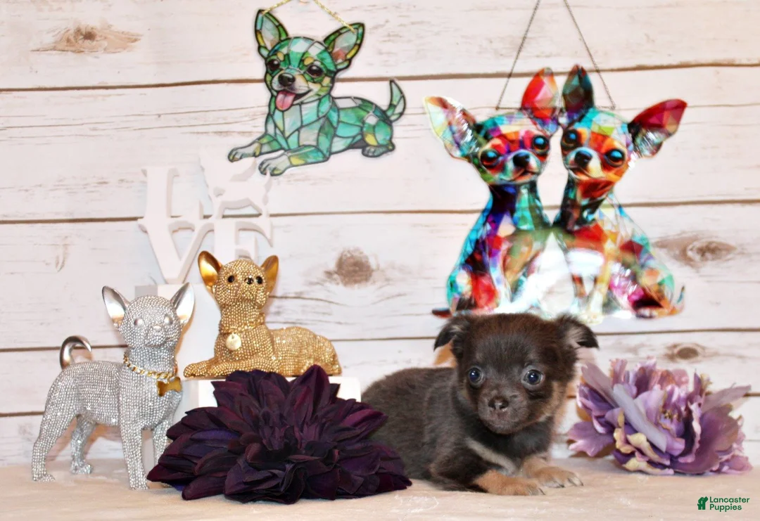 Chihuahua dogs for sale: Edgar - Ad 1