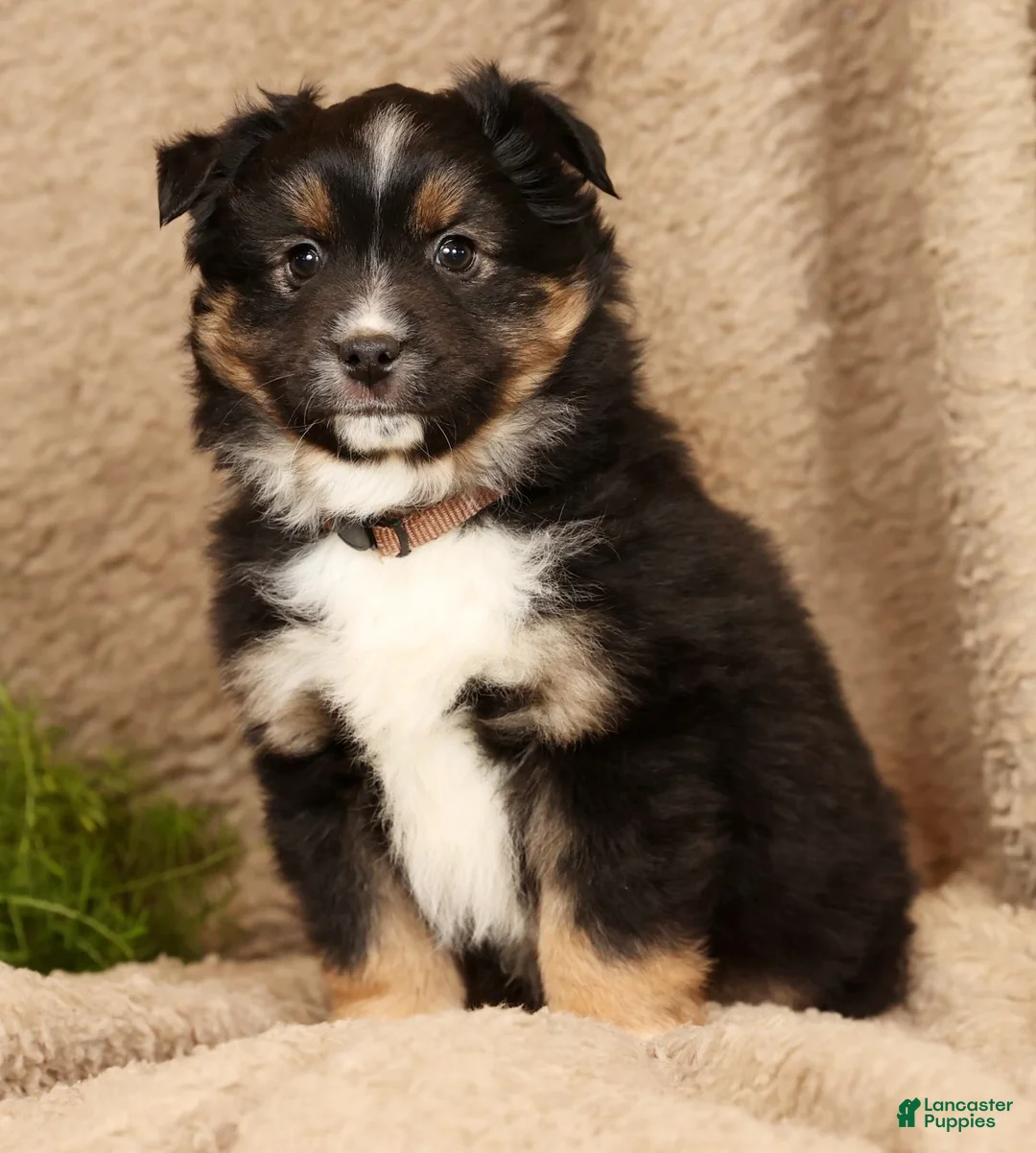 Miniature Australian Shepherd dogs for sale: Drake - Ad 4