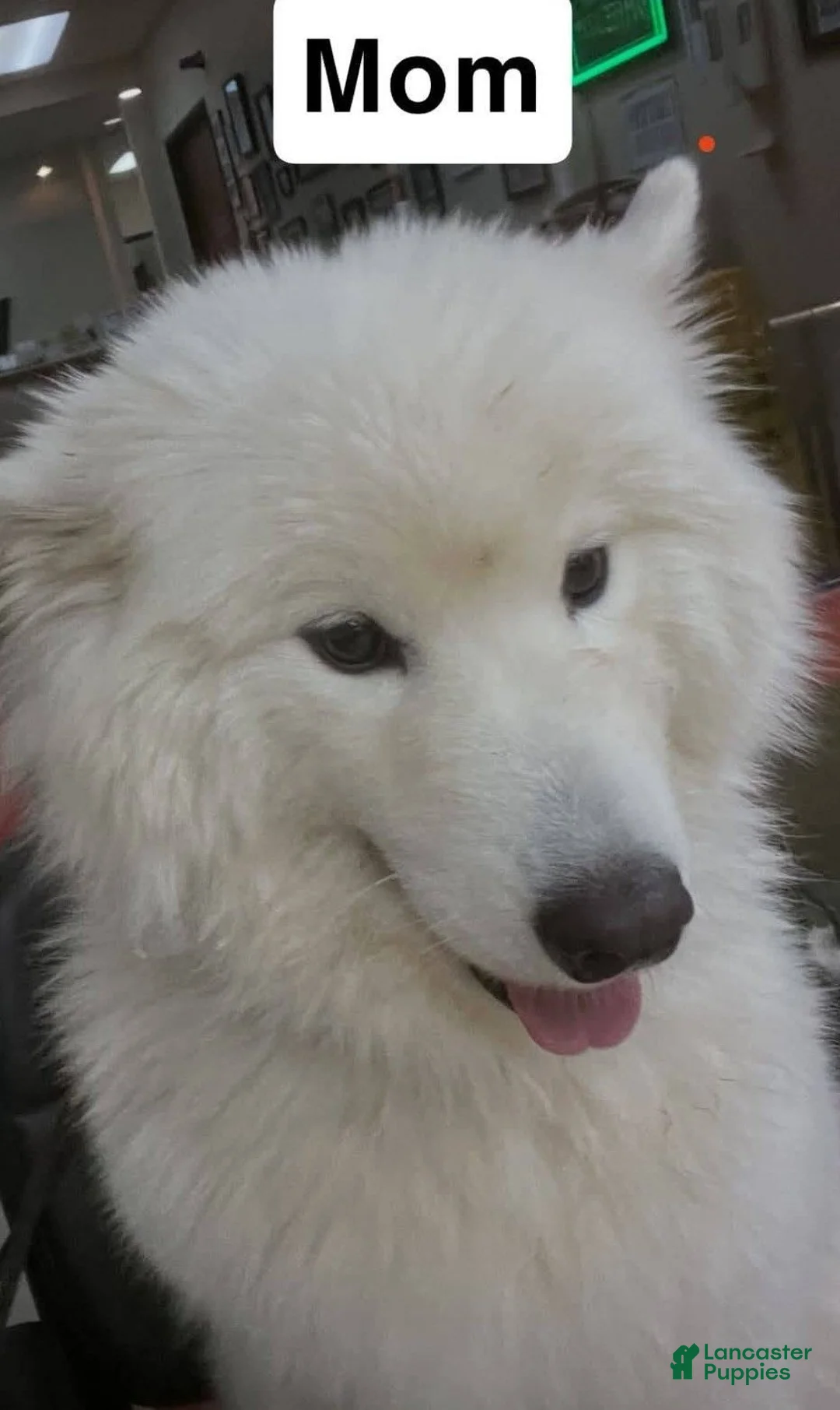 Samoyed dogs for sale: Male - Orange - Ad 2