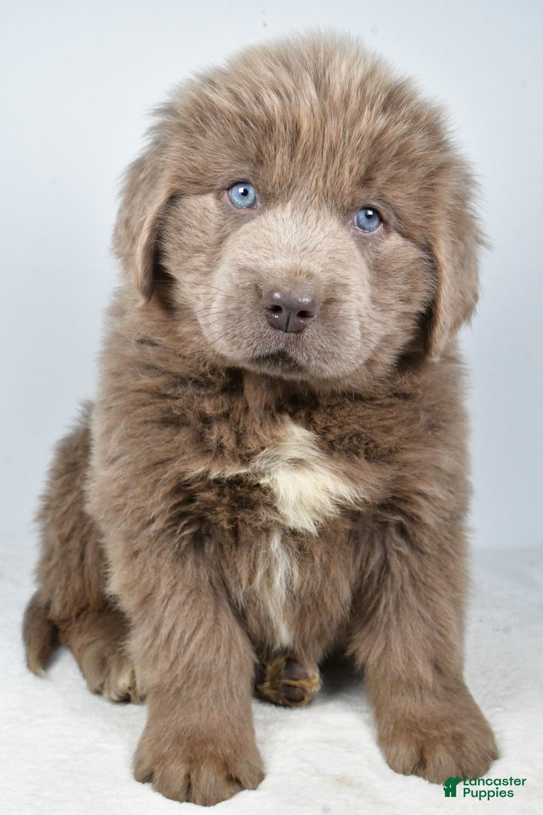 Newfoundland dogs for sale: Duke - Ad 4