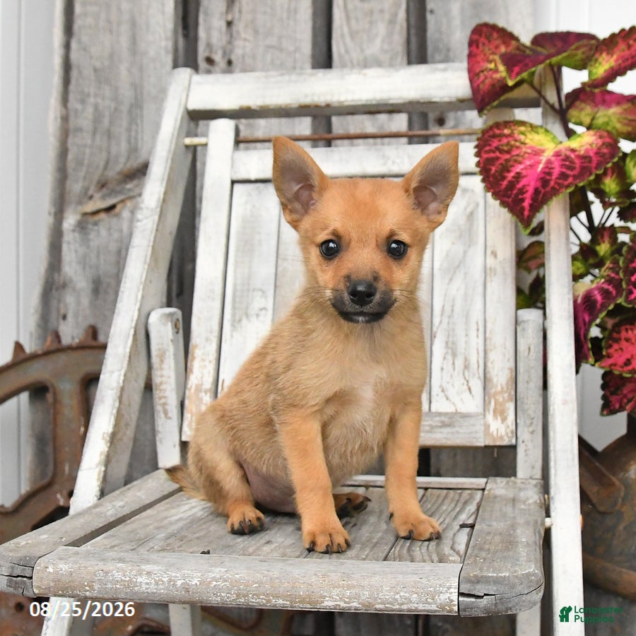 Mixed Breed dogs Wally - Ad 2