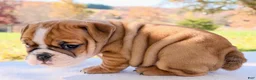 English Bulldog dogs for sale: Poppy - Ad 5