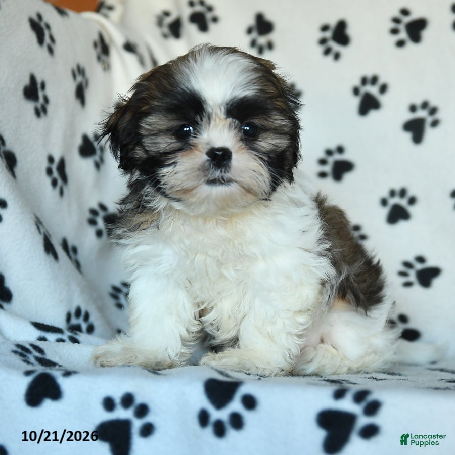 Shih Tzu dogs Toto - Ad 2