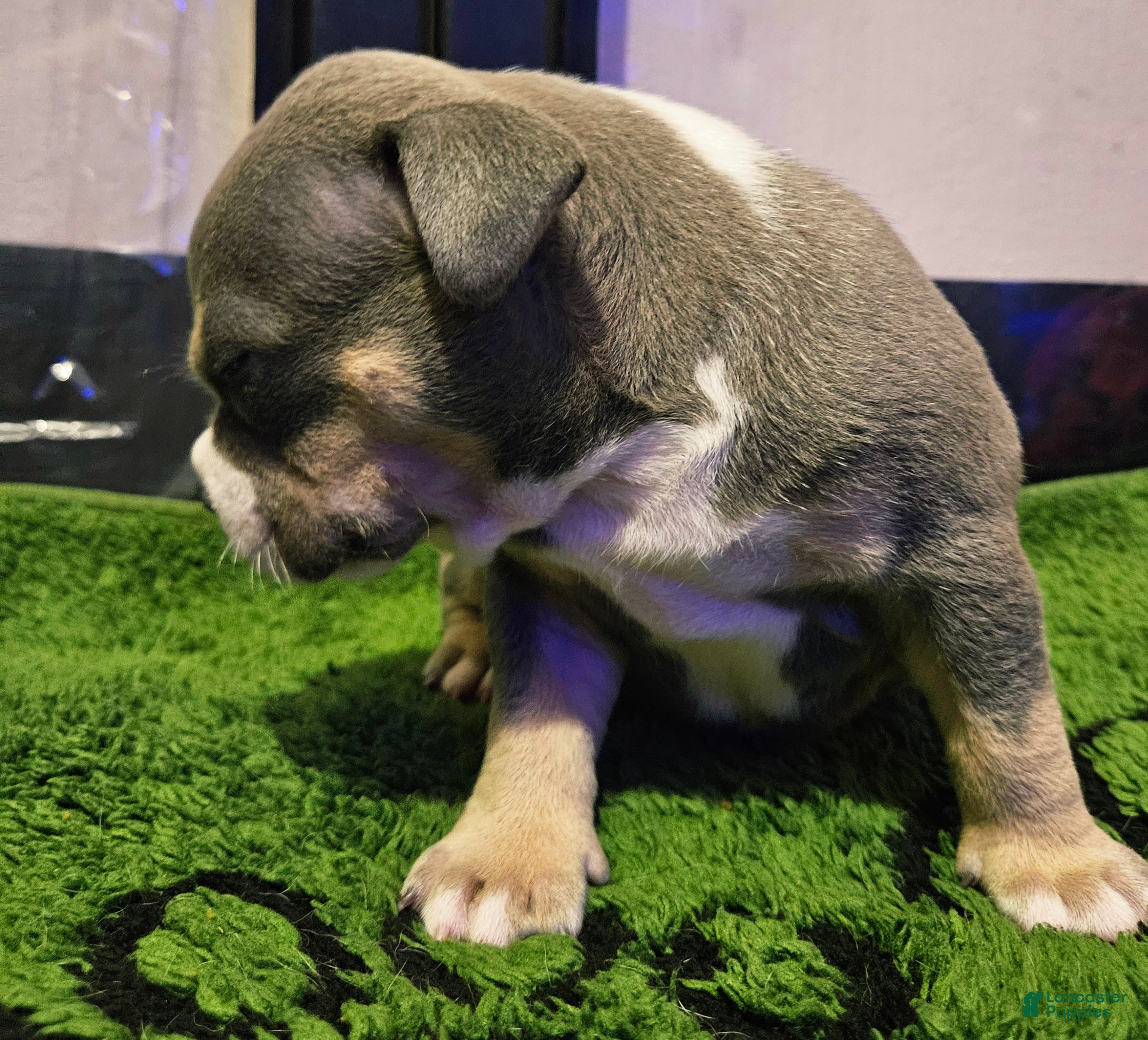 American Bully dogs Blue Tricolor American Bully  - Ad 1