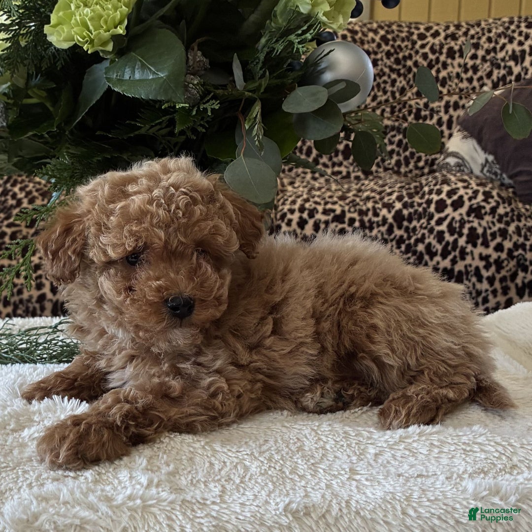 Toy Poodle dogs for sale: Remi  - Ad 3