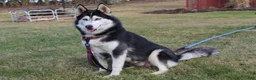 Siberian Husky dogs for sale: Reno - Ad 9