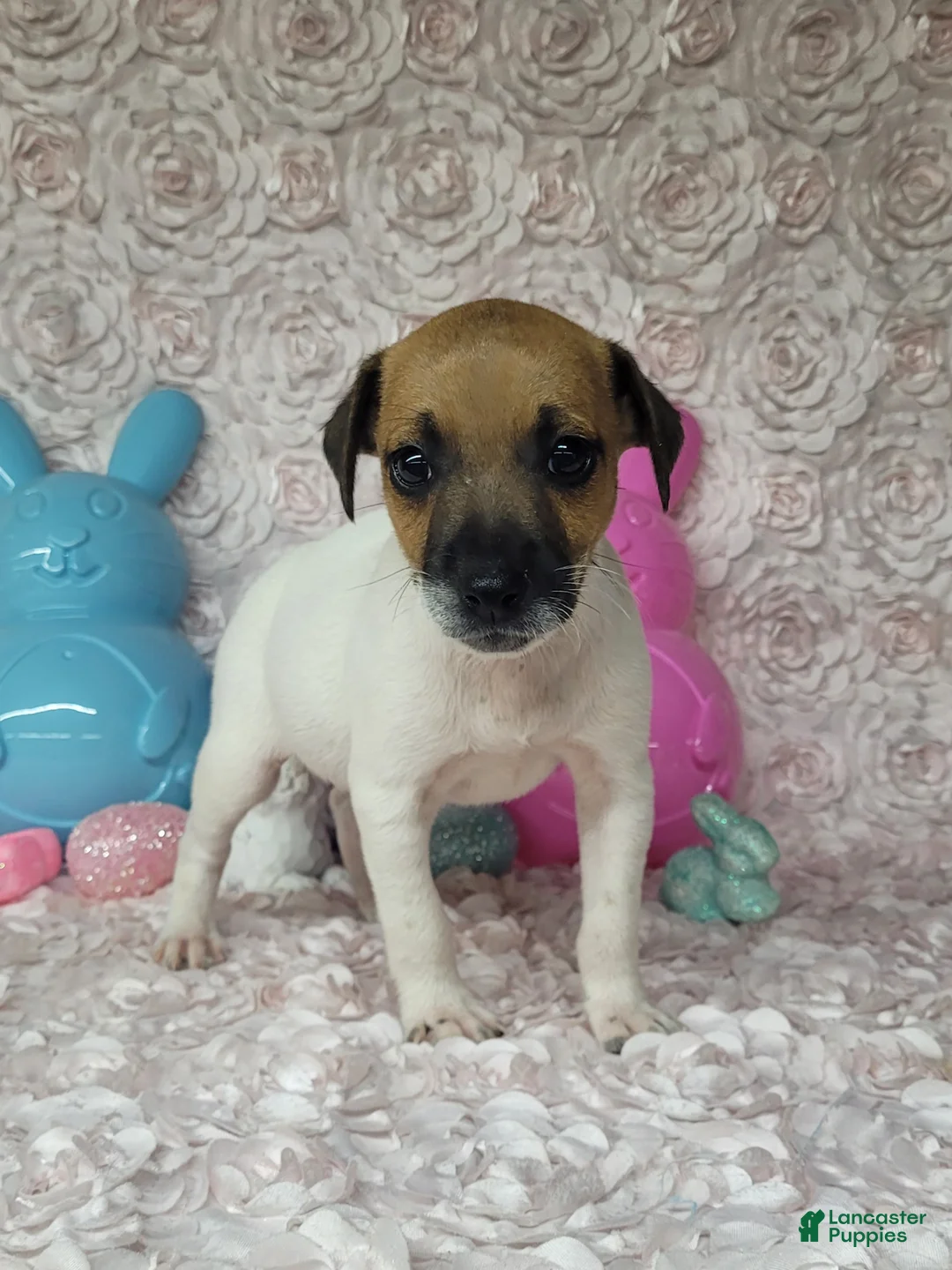Jack Russell Terrier dogs for sale: Mello CKC Registered  - Ad 2