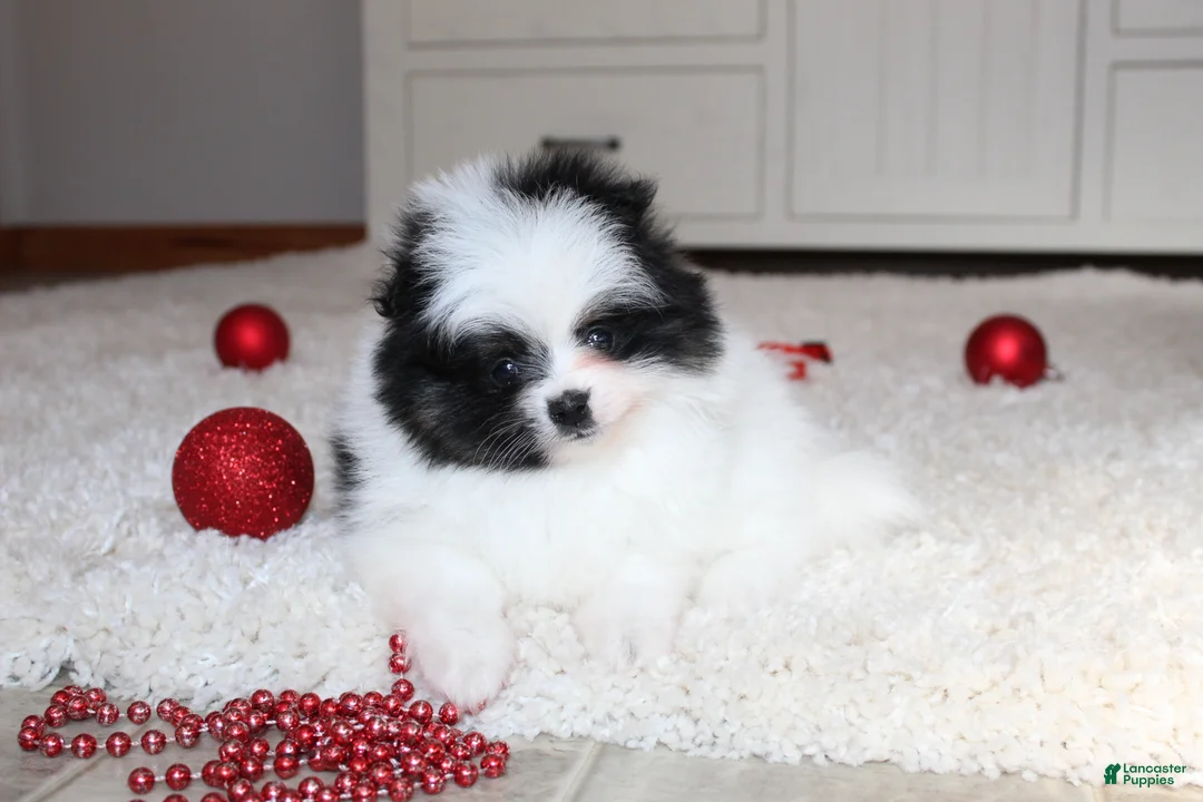 Pomeranian dogs for sale: Dax - Ad 11