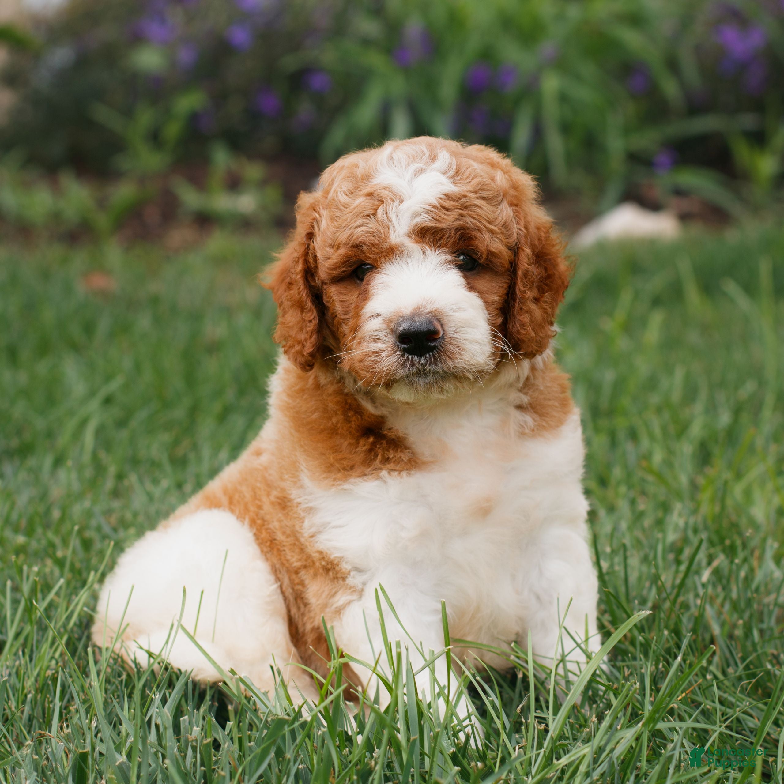 Miniature Labradoodle dogs Frankie  - Ad 2