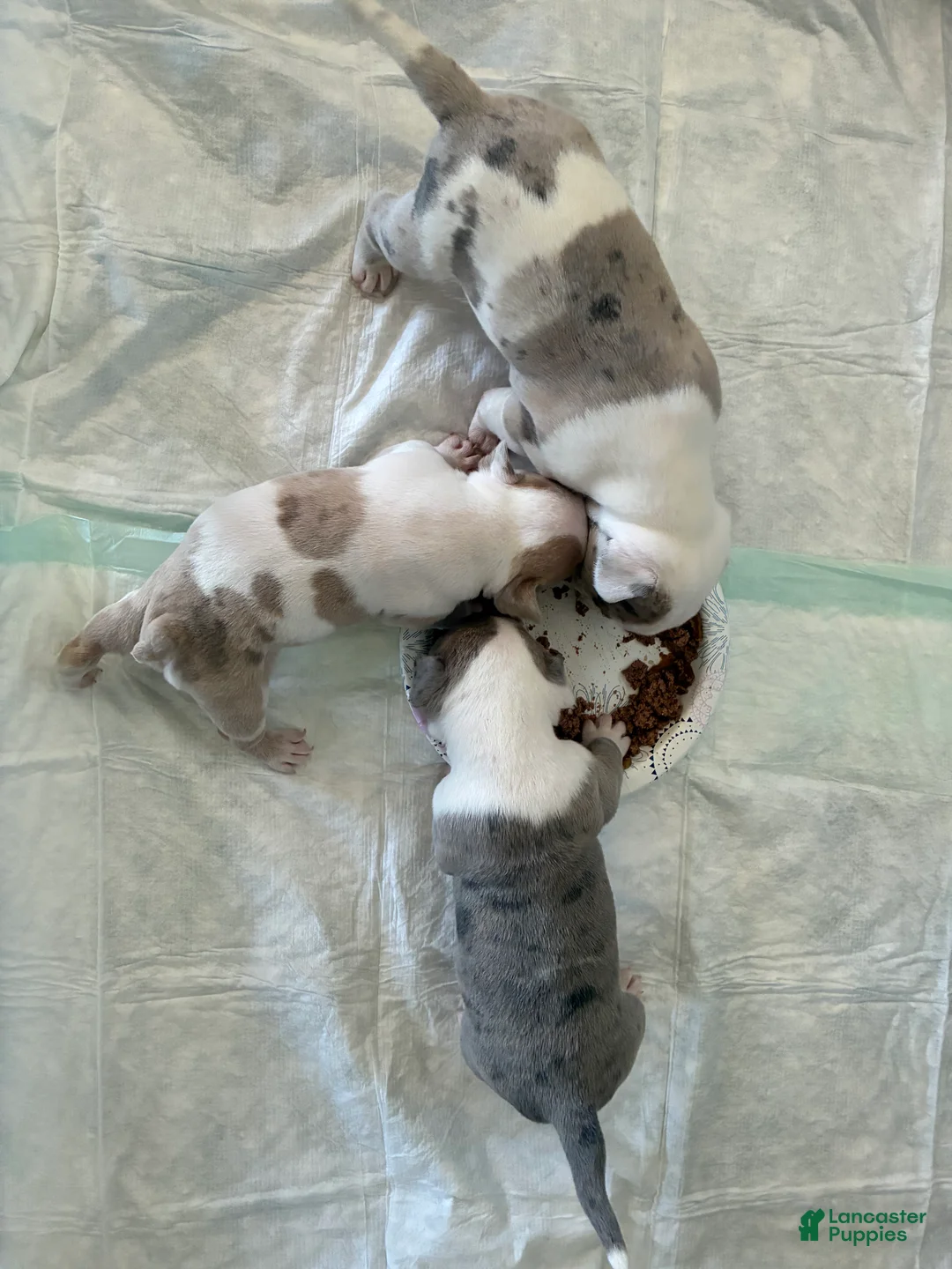 Mixed Breed dogs for sale: 2 face  - Ad 2