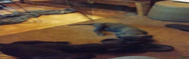 Great Dane 9