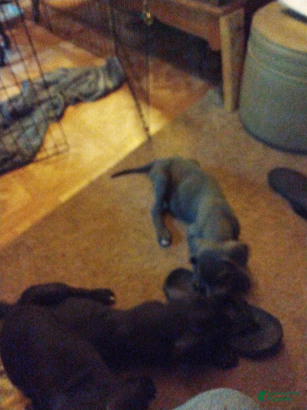 Great Dane dogs for sale: Great Dane 9 - Ad 1