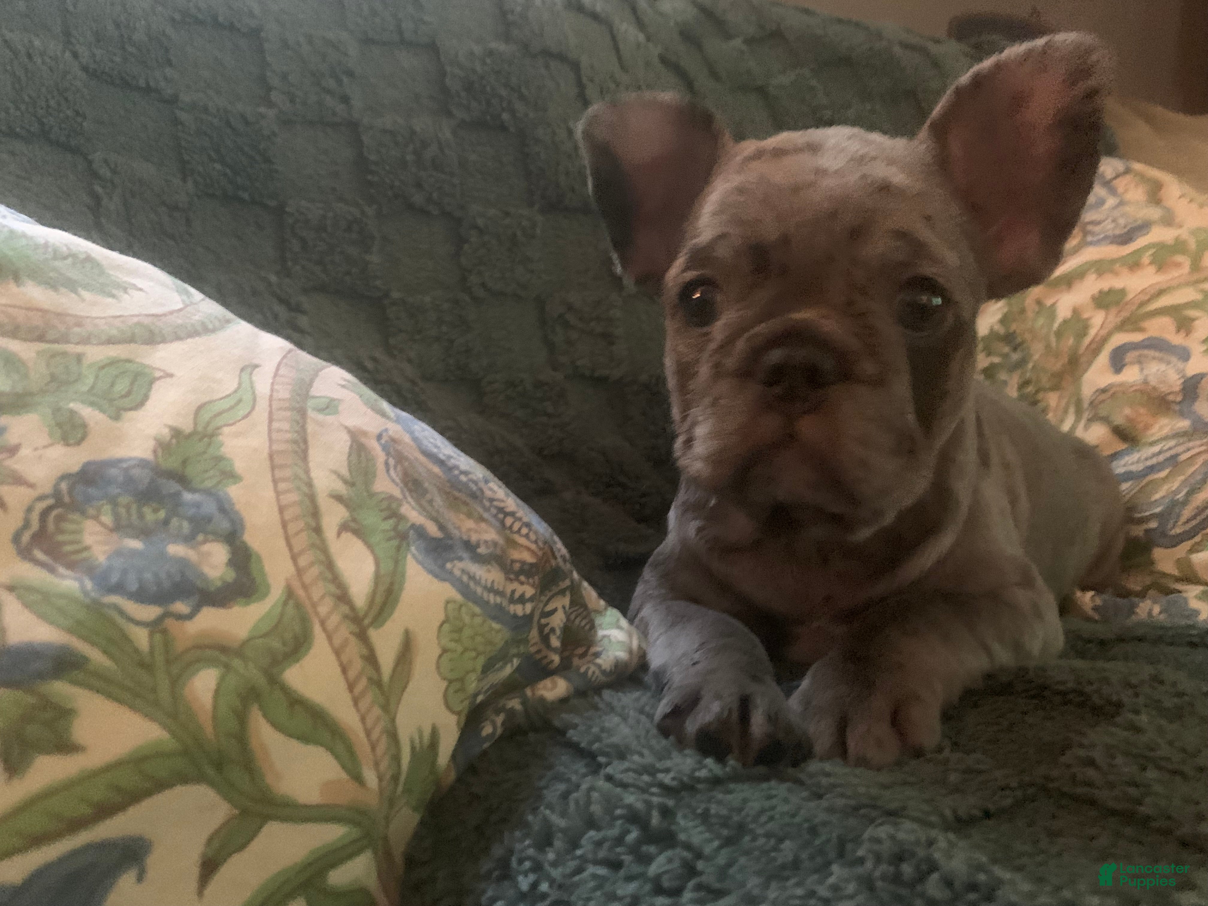 French Bulldog dogs for sale: June - Ad 4