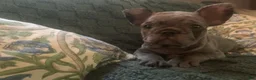 French Bulldog dogs for sale: June - Ad 1