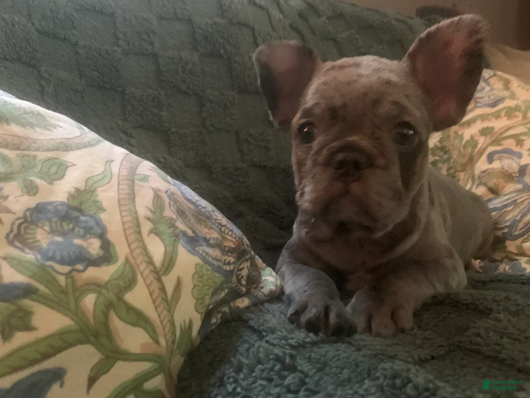 French Bulldog dogs for sale: June - Ad 1