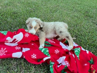 Australian Shepherd dogs Australian Shepherd Puppy 1 - Ad 4