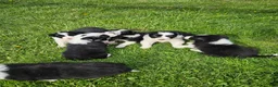 Border Collie dogs for sale: Daisy - Ad 11