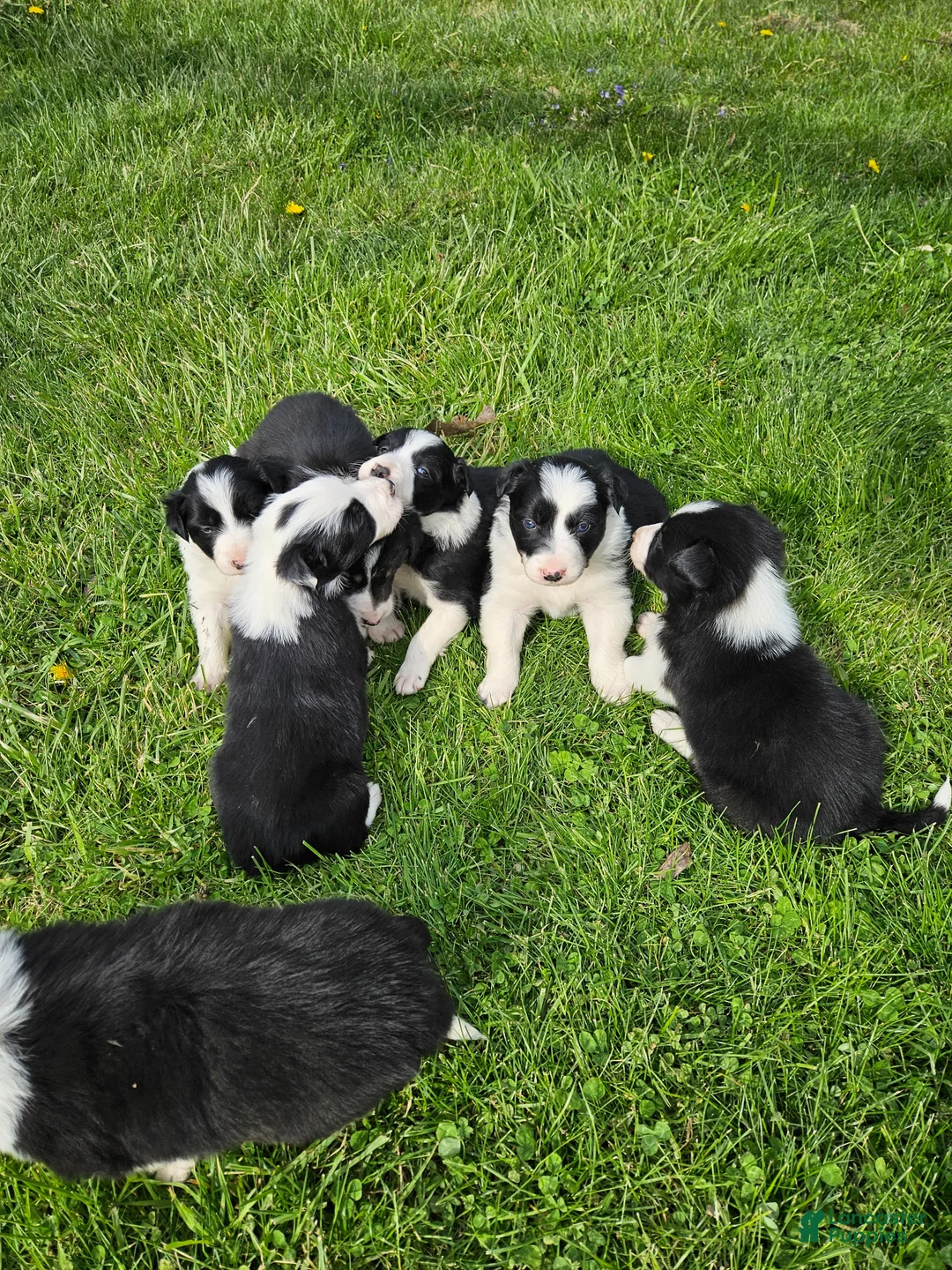 Border Collie dogs for sale: Daisy - Ad 11