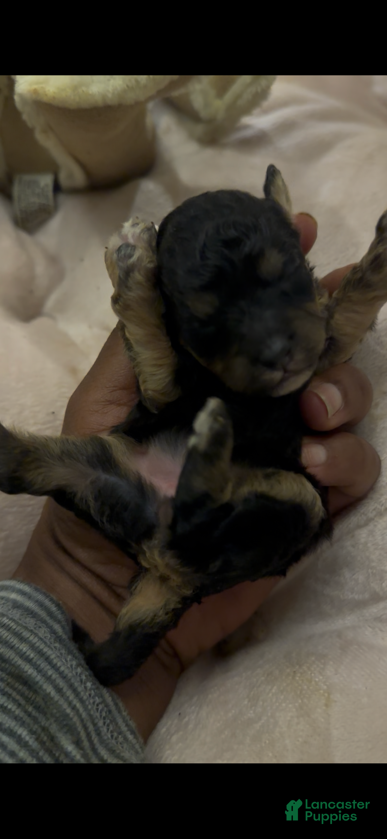Toy Poodle dogs Raven - Ad 29