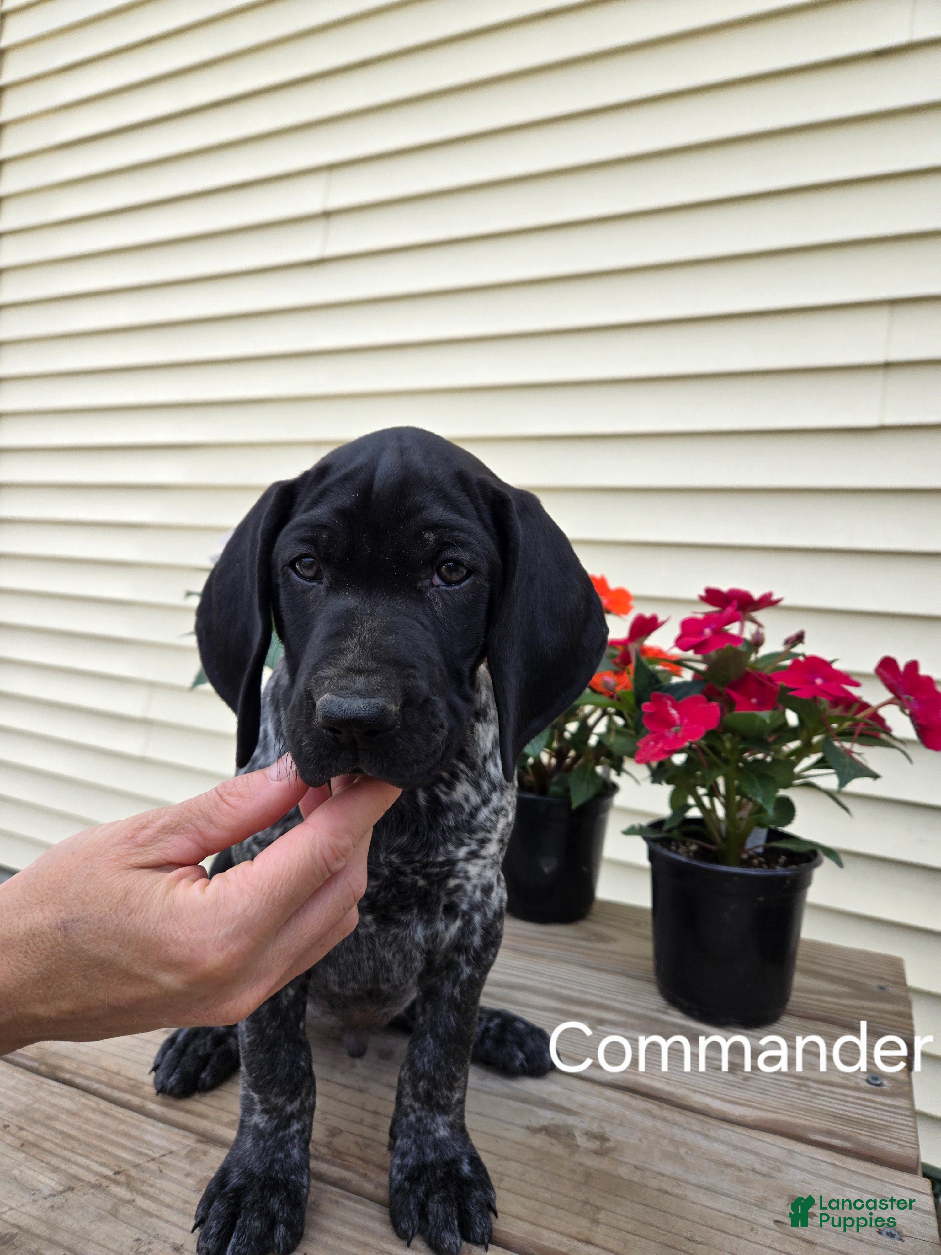 German Shorthaired Pointer dogs Commander  - Ad 1
