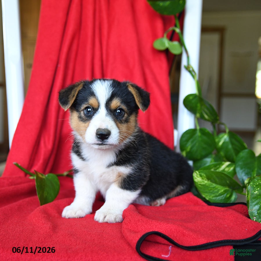 Welsh Corgi Pembroke dogs Chance - Ad 1