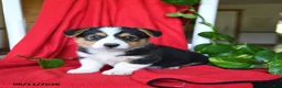 Welsh Corgi Pembroke dogs for sale: Chance - Ad 1