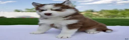 Pomsky dogs for sale: Sierra  - Ad 4