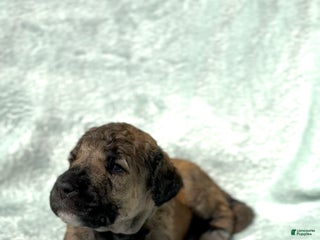 Standard Poodle dogs - Ad 8