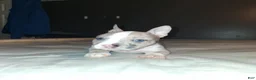 American Bully dogs for sale: American Bully 2 - Ad 6