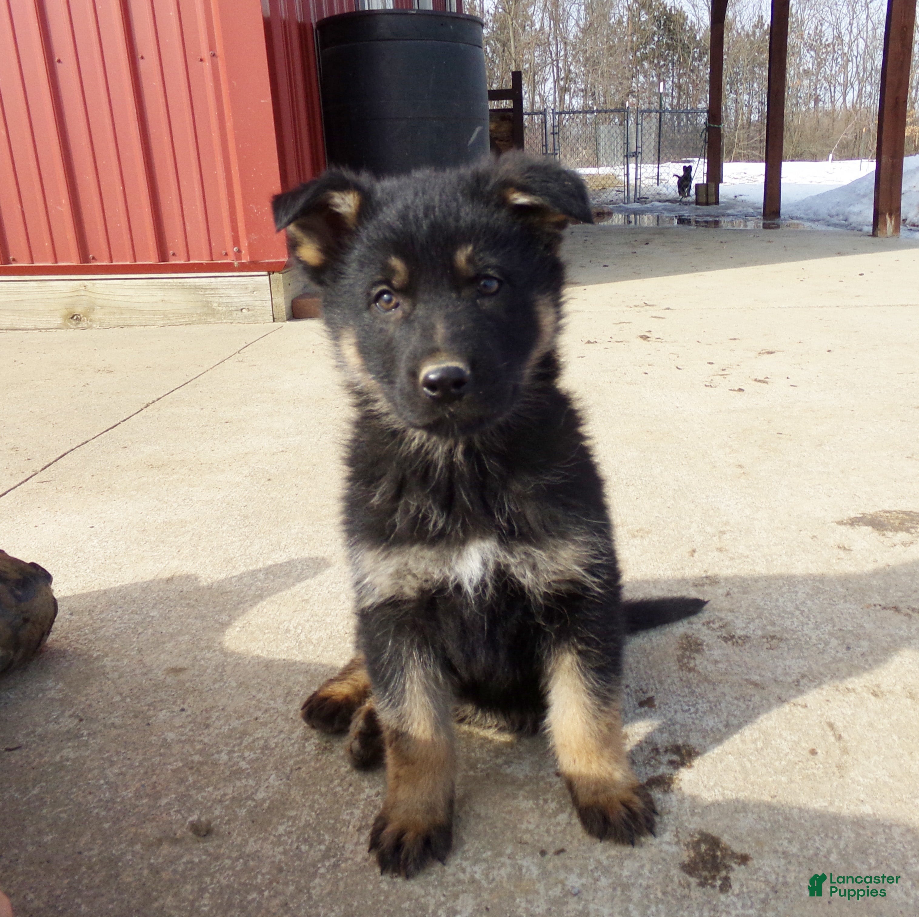 German Shepherd dogs Charlie - Ad 39