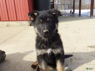 German Shepherd dogs Charlie - Ad 39