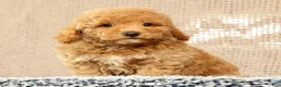 Havapoo dogs for sale: Hugh - Ad 7