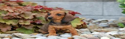Miniature Dachshund dogs for sale: Sweet Pea 🎀 - Ad 3